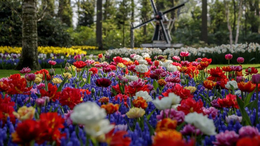 Velikonoce bez květin. Zahrada Evropy po 70 letech zavřela